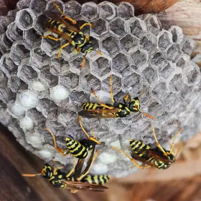 wasp on a nest