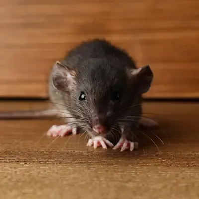 mouse in a house