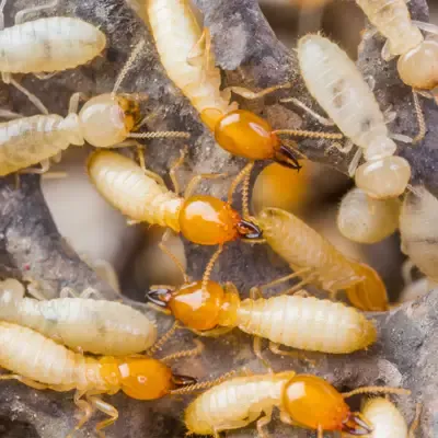 termites on wood