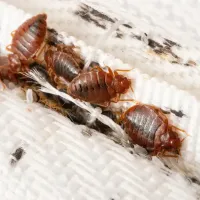 bed bugs on a mattress