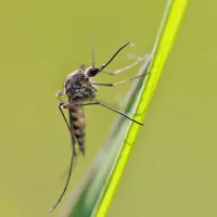 mosquito on grass blade