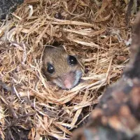 Mouse Looking Out Of Nest In Tree