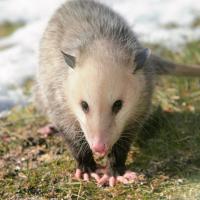 Opossum In Yard