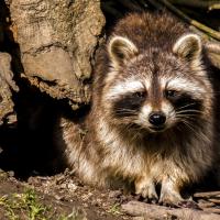 Raccoon setting next to wooden stump