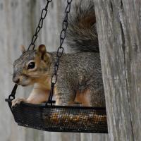 Squirrel Sitting On Bird Feeder