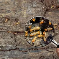 termites under magnifier