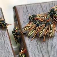 several wasps