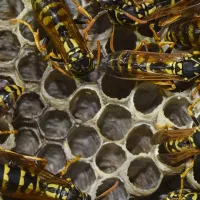 wasp nests