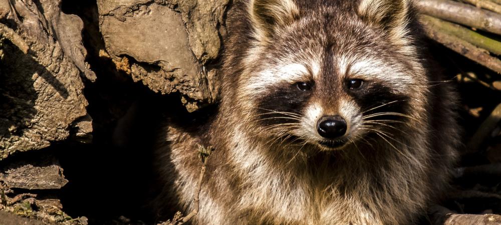 Raccoon setting next to wooden stump