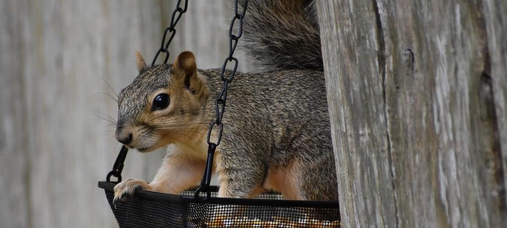 Squirrel Sitting On Bird Feeder