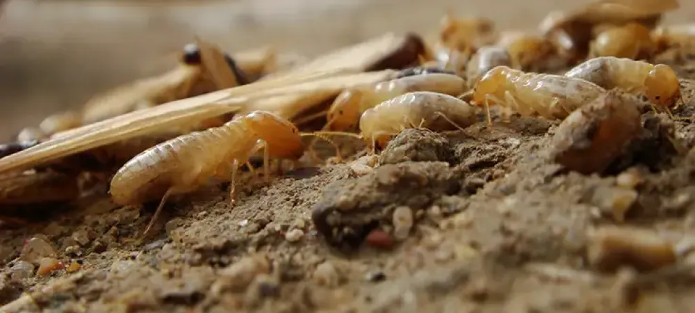 termite swarmers