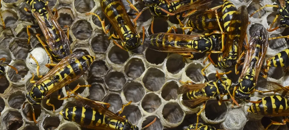 wasp nests