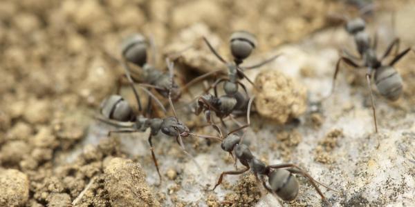 ants