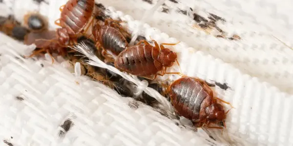 bed bugs on a mattress