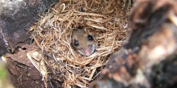 Mouse Looking Out Of Nest In Tree