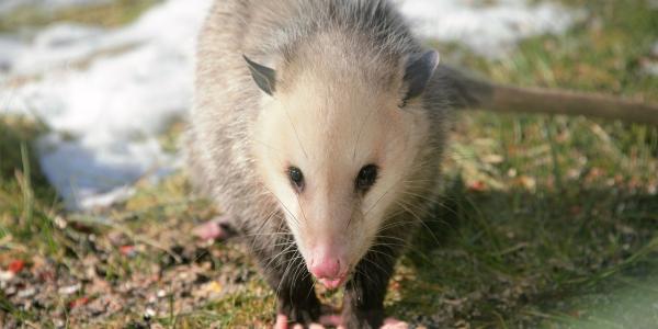 Opossum In Yard