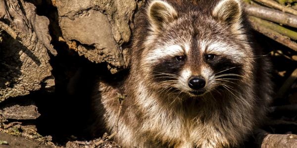 Raccoon setting next to wooden stump