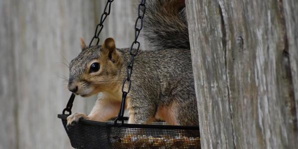 Squirrel Sitting On Bird Feeder