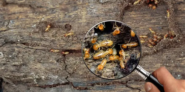 termites under magnifier