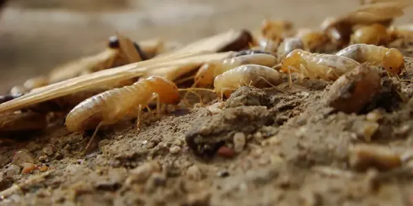 termite swarmers