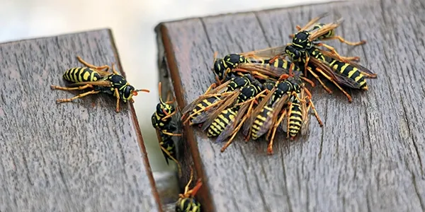 several wasps