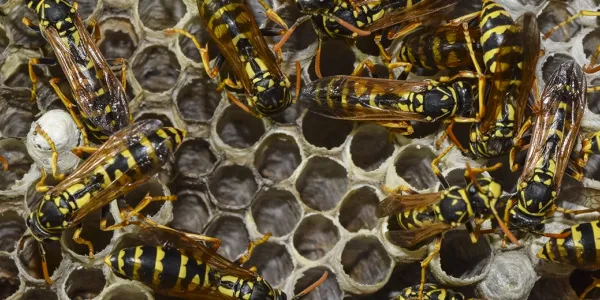 wasp nests